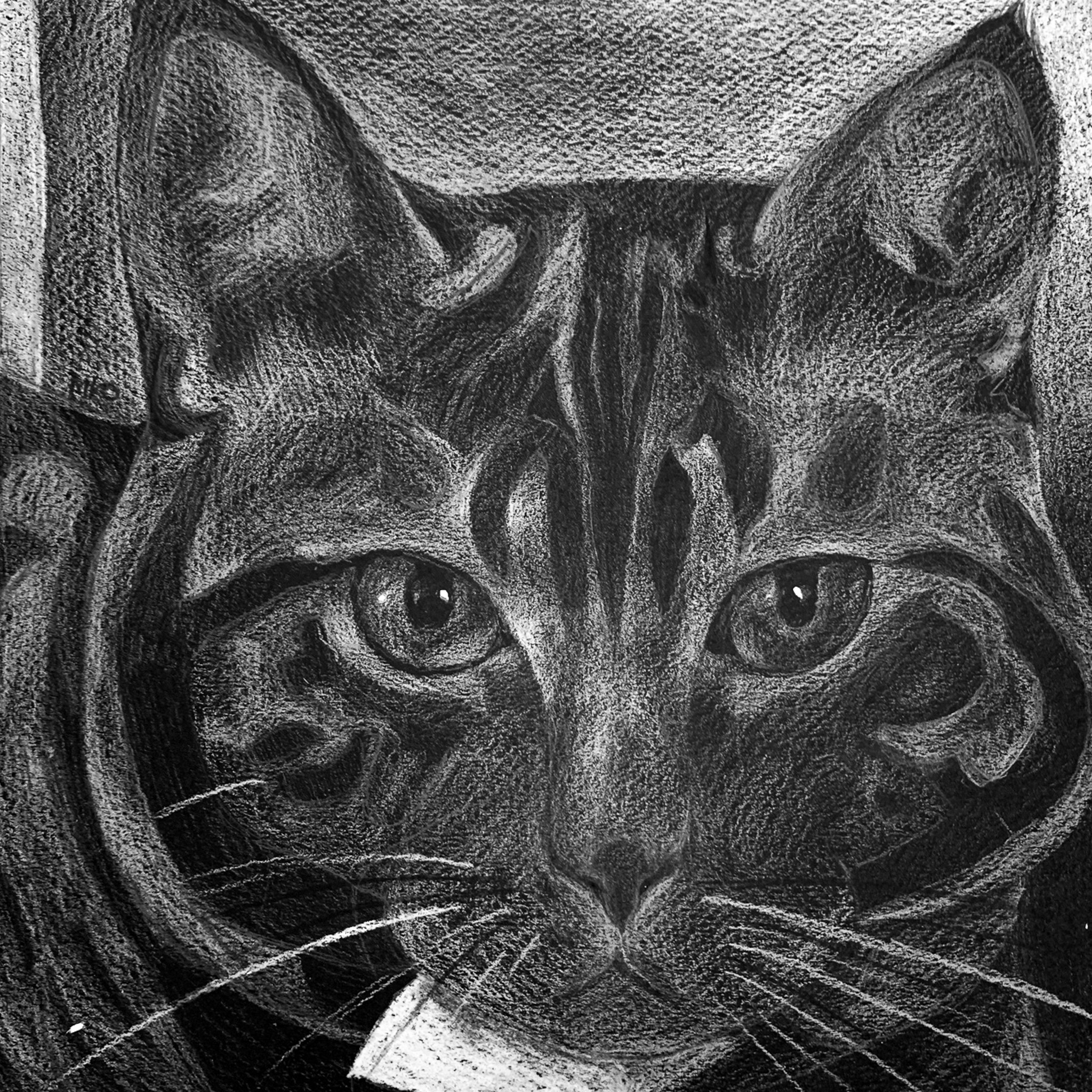 Moo, 2020. Black paper and white pencil.