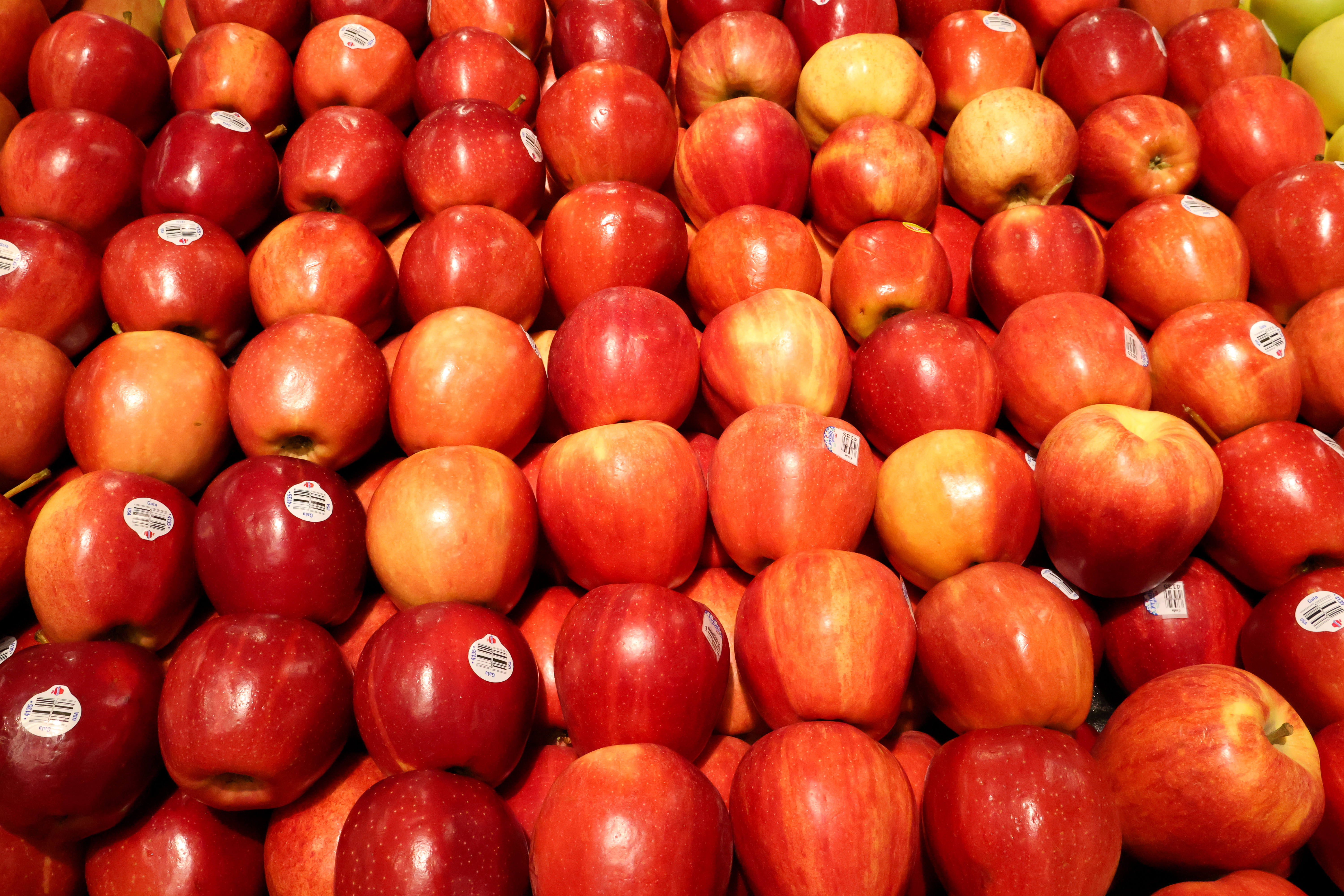 Fruit, 2024.