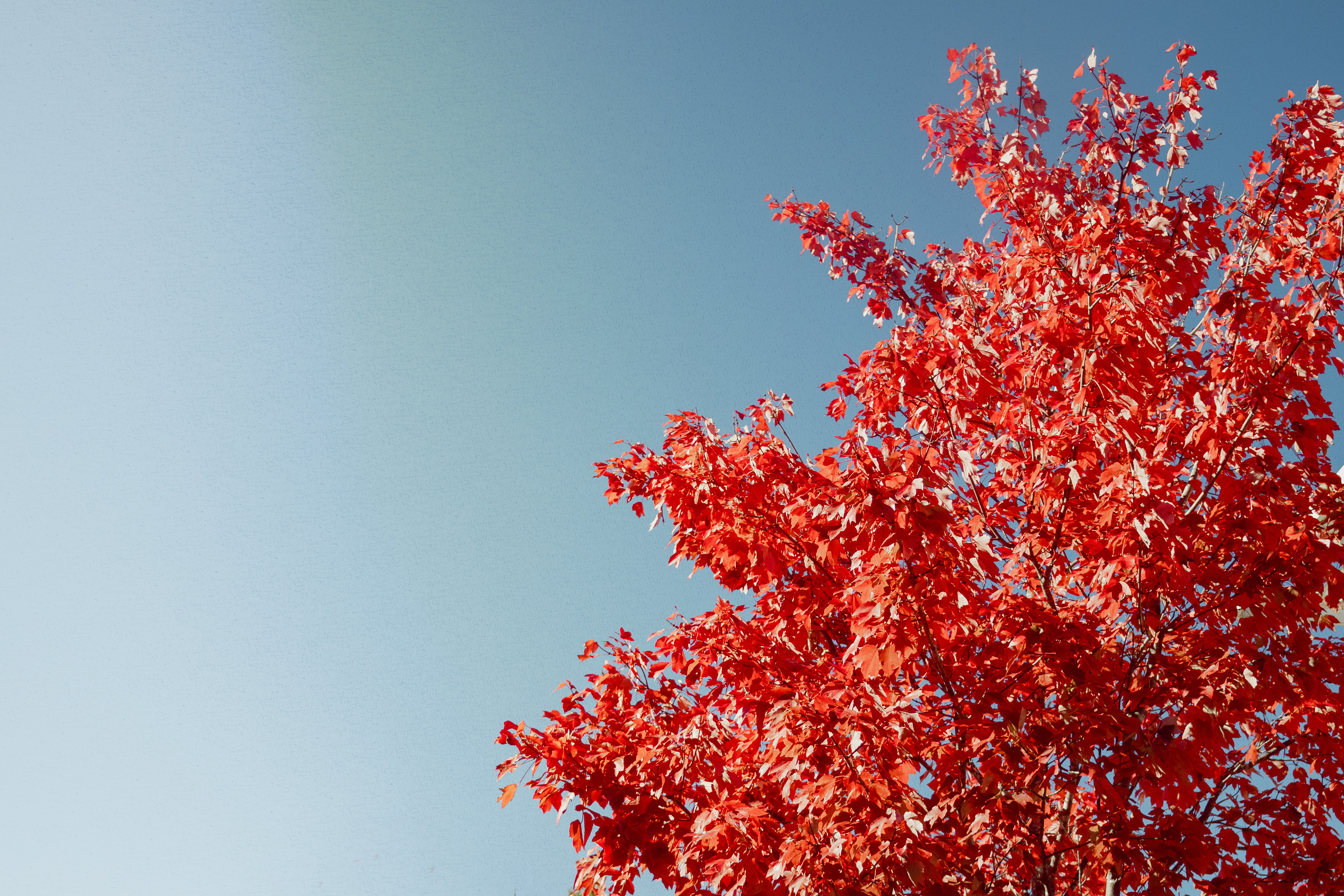 Leaves, 2024.